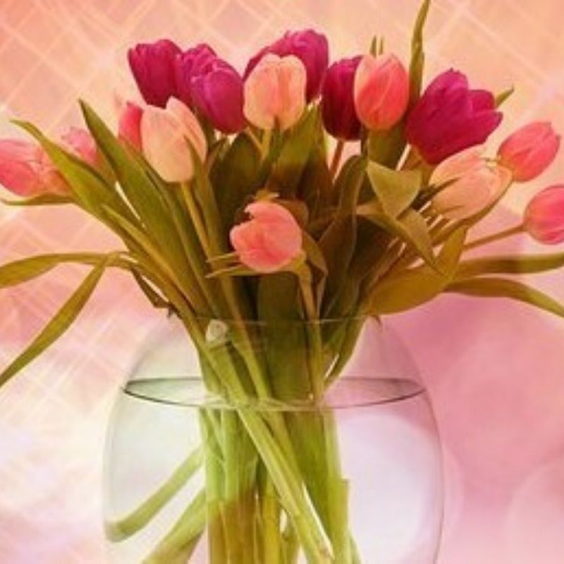 Tulips for all – shanasflower