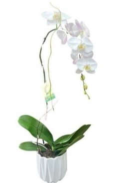 White Orchid Planter