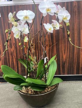 Two Stem White Orchid Planter (different pot)